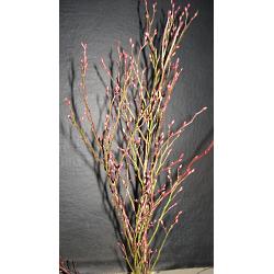 Red Bud Huckleberry Branches 100 Fresh Cut Stems SORRY OUT OF SEASON
